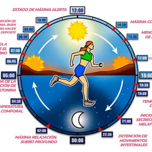 ciclo cicardiano normal